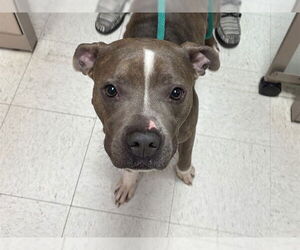 Mutt Dogs for adoption in Ames, IA, USA