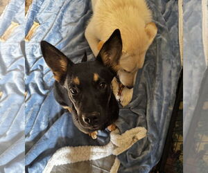 Chihuahua-Unknown Mix Dogs for adoption in Kankakee, IL, USA