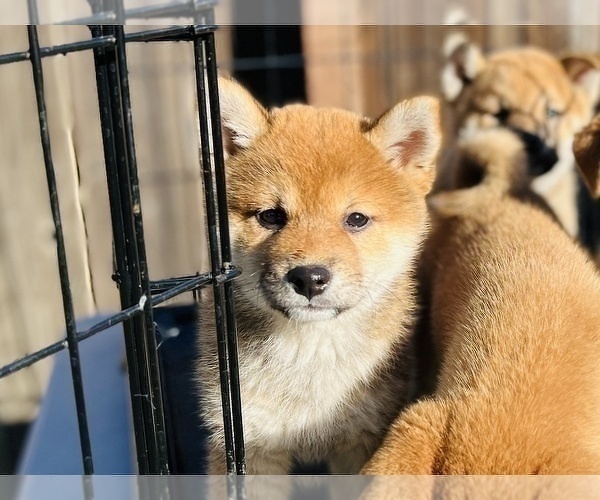 Medium Photo #20 Shiba Inu Puppy For Sale in FREMONT, CA, USA