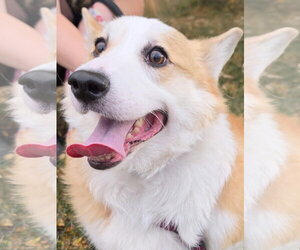 Webley - Male Mutt Dog for Adoption - Photo #3