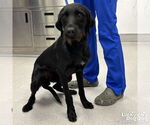 Small #3 Labrador Retriever Mix