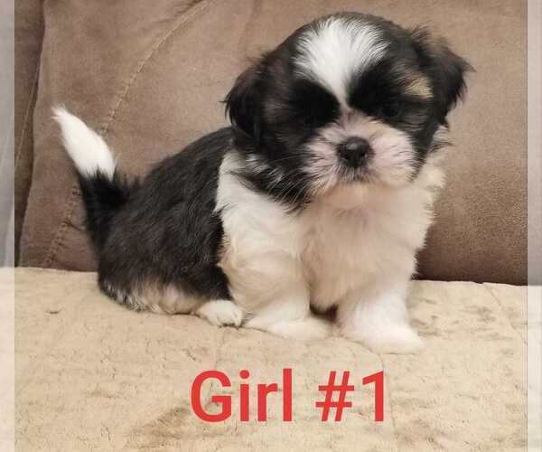 Medium Photo #6 Shih Tzu Puppy For Sale in BERRYVILLE, VA, USA