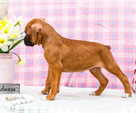 Small Photo #60 Boxer Puppy For Sale in WAKARUSA, IN, USA