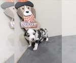 Puppy 5 Border-Aussie