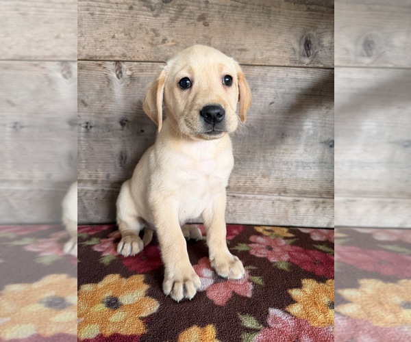 Medium Photo #9 Labrador Retriever Puppy For Sale in VERMONTVILLE, MI, USA