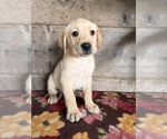 Litter of 4 - Male(s) and Female(s) Labrador RetrieverLitter of Puppies for Sale - Photo #9