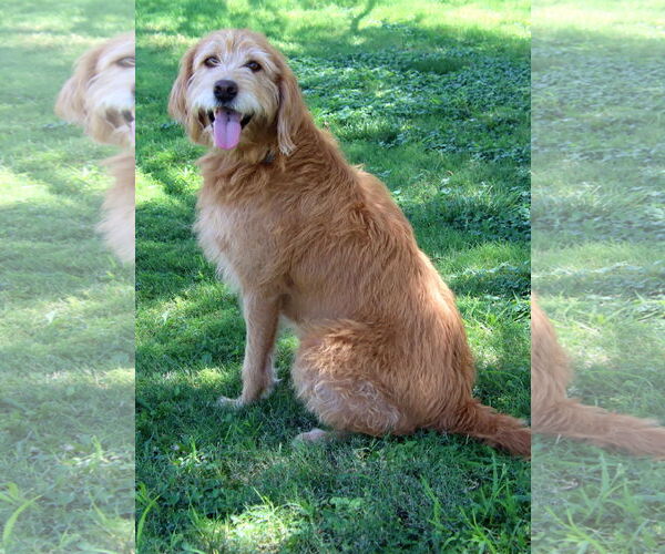 Medium Photo #3 Goldendoodle Puppy For Sale in Glendale , AZ, USA
