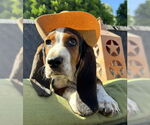 Small #3 Basset Hound