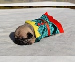Small Pug