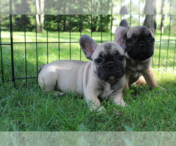 Medium Photo #8 French Bulldog Puppy For Sale in SOLWAY, MN, USA