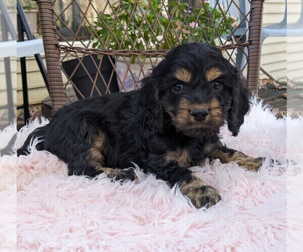 Medium Photo #43 Cock-A-Poo Puppy For Sale in SALEM, MO, USA