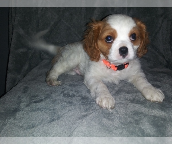 Medium Photo #5 Cavalier King Charles Spaniel Puppy For Sale in HOWLAND, OH, USA