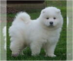 Small Photo #2 Samoyed Puppy For Sale in BAXTER, TN, USA