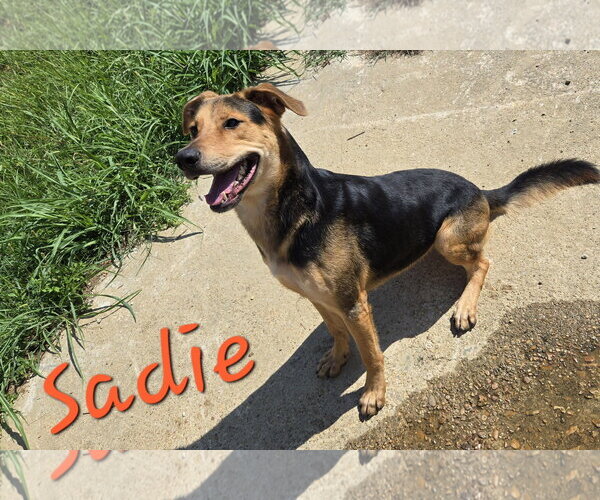 Medium Photo #2 Mutt Puppy For Sale in Jackson, MS, USA