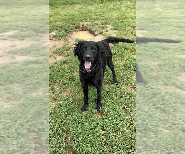 Medium Photo #1 Labrador Retriever-Unknown Mix Puppy For Sale in Evansville, IN, USA