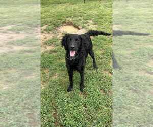 Labrador Retriever-Unknown Mix Dogs for adoption in Evansville, IN, USA