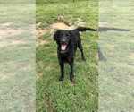 Small Labrador Retriever Mix