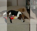 Small #2 Basset Hound