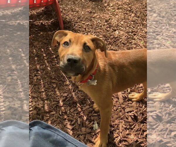 Medium Photo #10 Mutt Puppy For Sale in Chester, NJ, USA