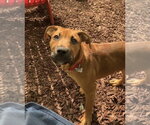 Small #9 Mutt