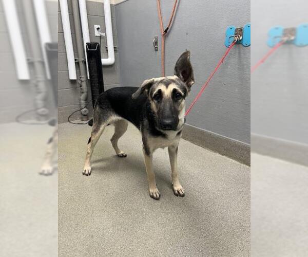 Medium Photo #1 German Shepherd Dog-Unknown Mix Puppy For Sale in Las Vegas, NV, USA