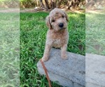 Small Photo #35 Bordoodle Puppy For Sale in COPPERAS COVE, TX, USA