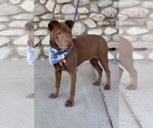Archie - Male Labrador Retriever-Unknown Mix Dog for Adoption - Photo #13