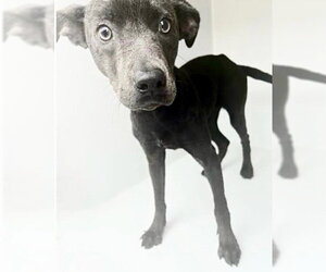 American Pit Bull Terrier Dogs for adoption in Houston, TX, USA