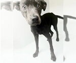 Small American Pit Bull Terrier