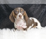 Puppy ACA Mocha Dachshund