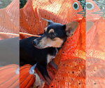 Small Photo #3 Chiweenie Puppy For Sale in Missouri City, TX, USA