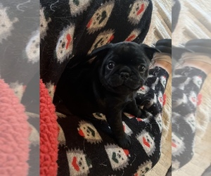 Frenchie Pug Puppy for Sale in BLOOMINGTON, Illinois USA