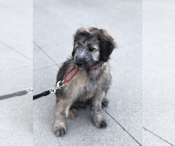 Medium Photo #3 Aussie-Poo-Aussiedoodle Mix Puppy For Sale in RITTMAN, OH, USA