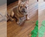 Small Photo #1 French Bulldog Puppy For Sale in CHICAGO, IL, USA
