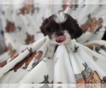 Small #2 Shih Tzu