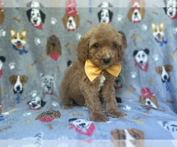Medium Photo #4 Cavapoo Puppy For Sale in LAKELAND, FL, USA