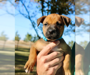 Boxer-Mountain Cur Mix Dogs for adoption in Brooklyn Center, MN, USA