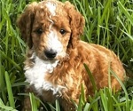 Image preview for Ad Listing. Nickname: Litter of 5