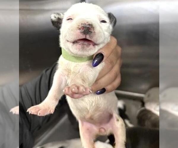 Medium Photo #1 Mutt Puppy For Sale in Houston, TX, USA