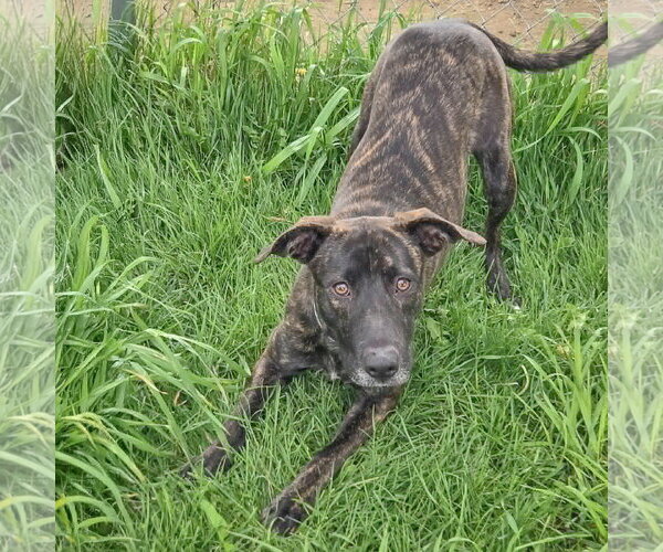 Medium Photo #8 Holland Shepherd-Unknown Mix Puppy For Sale in Huntley, IL, USA