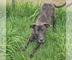 Small #7 Holland Shepherd Mix