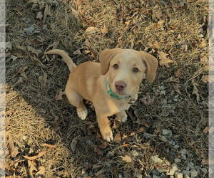 Golden Labrador Dogs for adoption in Mobile, AL, USA