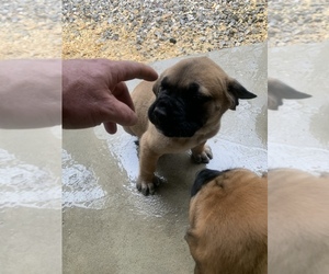 Mastiff Puppy for sale in PARKERS LAKE, KY, USA