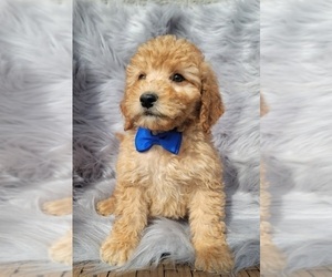 Goldendoodle (Miniature) Puppy for sale in INDIANAPOLIS, IN, USA