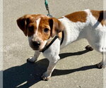 Small Photo #2 Fox Terrier (Toy)-Unknown Mix Puppy For Sale in Lee's Summit, MO, USA