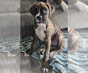 Boxer Puppy for Sale in BRIGHTON, Colorado USA