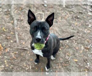 American Pit Bull Terrier-Unknown Mix Dogs for adoption in Santa Rosa, CA, USA