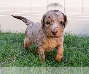 Bernedoodle (Miniature) Puppy for Sale in ROY, Utah USA