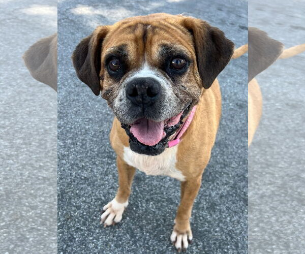 Medium Photo #1 Boxer-Unknown Mix Puppy For Sale in Newport Beach, CA, USA