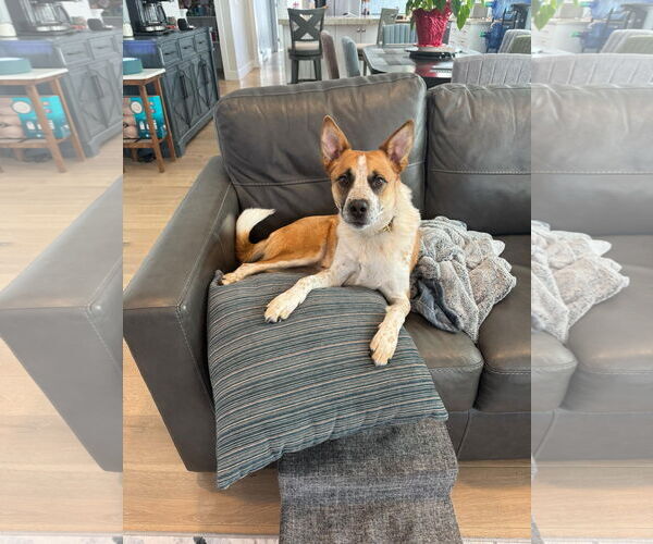 Medium Photo #5 Mutt Puppy For Sale in Sandy, UT, USA